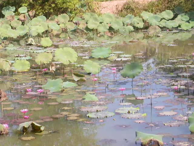 อุทยานแห่งชาติภูสระดอกบัว