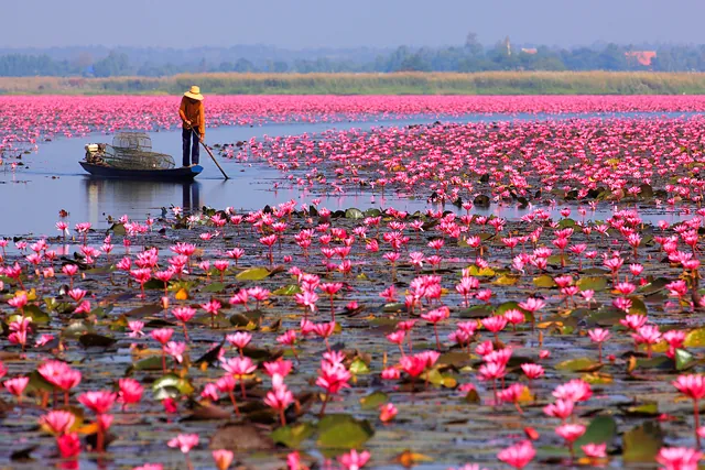 ทะเลบัวแดง (หนองหาน กุมภวาปี)