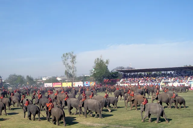 Surin Elephant Festival (November)
