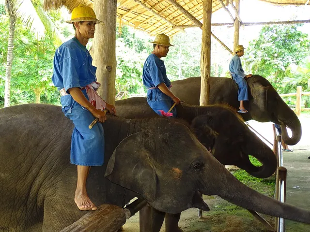 ศูนย์อนุรักษ์ช้างไทย